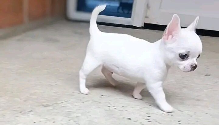 best of pets