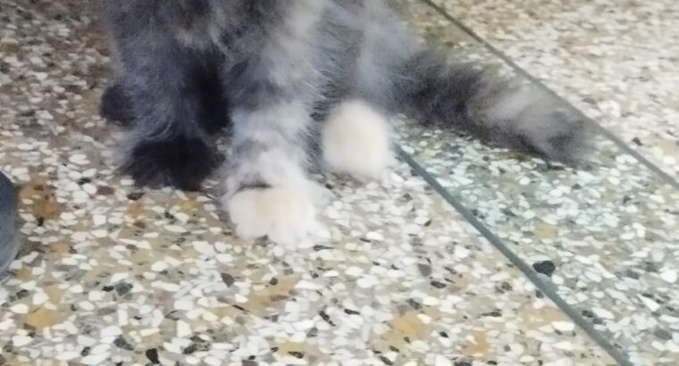 Persian Kitten For Sell | 2.5 Months Old | On INR-5999/-