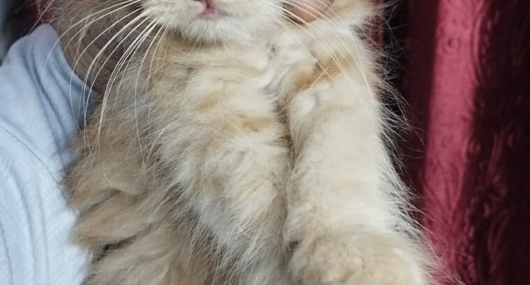 Persian Kitten For Sell | 2.5 Months Old | On INR-5999/-