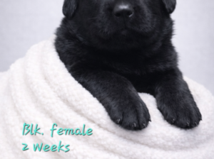 AKC German shepherd puppies