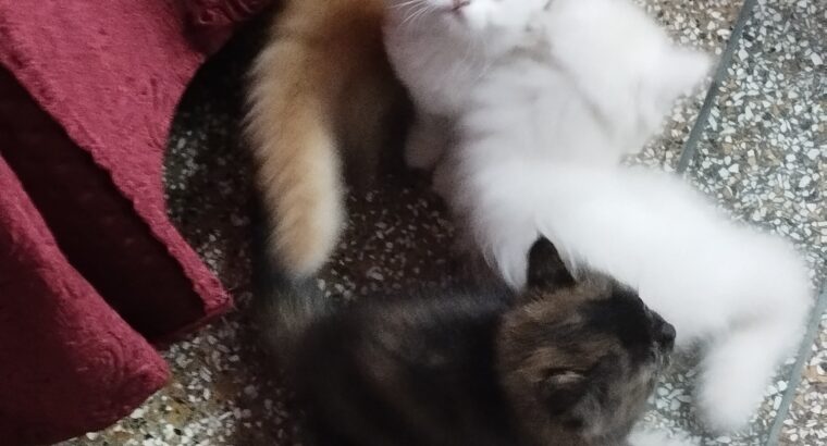 Persian Kitten For Sell | 2.5 Months Old | On INR-5999/-