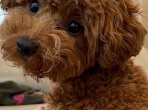 Cute Toy Poodle Puppy for Sale – Healthy, Playful