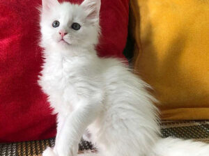 main coon kitten available
