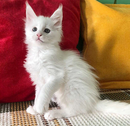 main coon kitten available