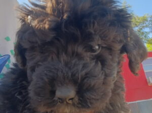 labradoodle great pyrenees