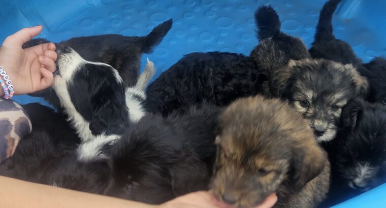 puppies