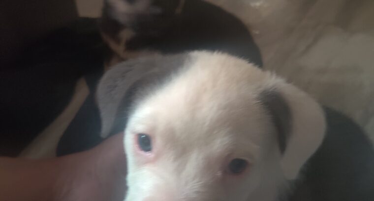 Bully Puppies